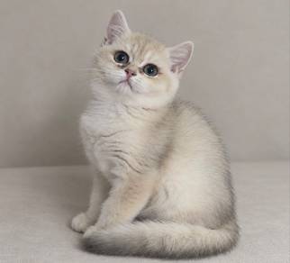 British Shorthair BSH Blue Golden Ay12