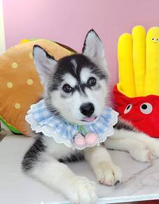 Husky