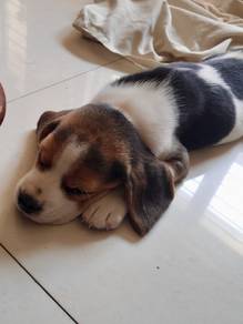A9339 Sniffle-nose Beagle the cutest little playfu
