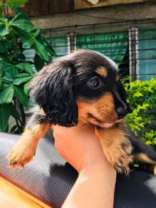 Miniature Dachshund puppy