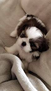Button-nosed Shih Tzu cute and playful little pupp