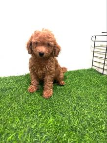 Miniature Poodle