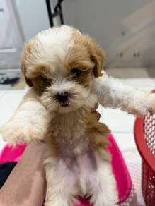shihtzu