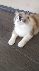 Kucing Ragdoll untuk dilepaskan 