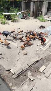 Ayam kampung ori