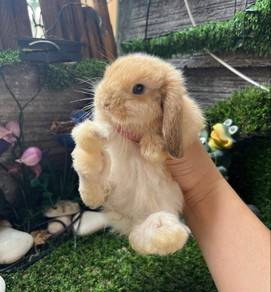 Holland lop
