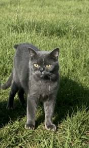 bsh mix
