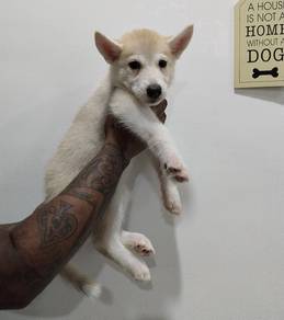 URGENT! Husky Pups For Sale🐕