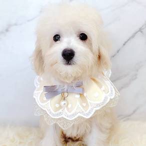 Maltipoo