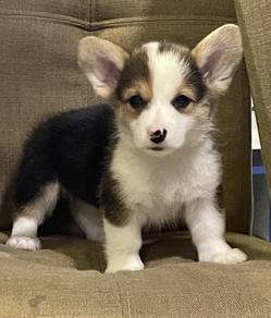 CORGI PUPPIES C190 🌻 Tri Color Female