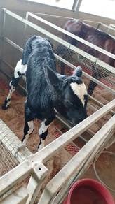 Anak Lembu Jantan Tenusu