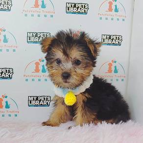 Yorkshire Terrier