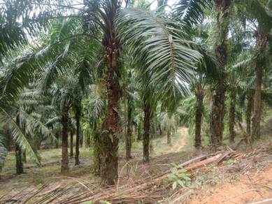 Agricultural Land in Baling, KDH