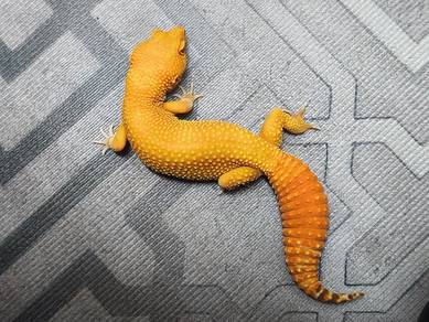Gecko 