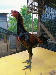 pama