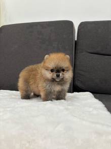A_AQ11299 #mka Tiny Pomeranian puppies dogs