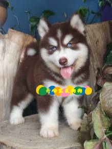 Alaskan Husky (M)