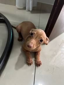 miniature pinscher