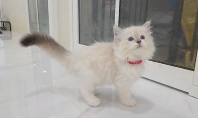 ragdoll