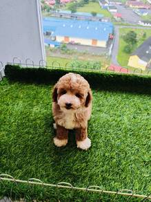 Maltipoo 13