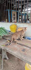 Bengal 