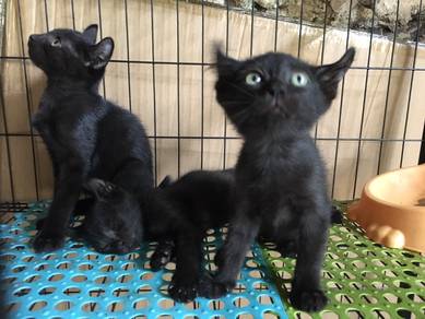 American curl mix