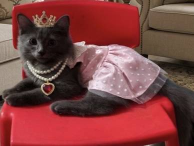 kucing comel