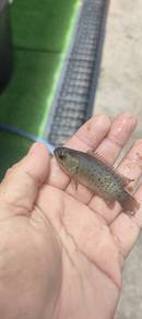 ikan puyu