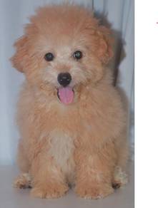 i45 Lovely Poodle Dog