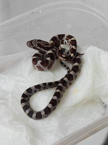 Quality Corn Snake 🐍 