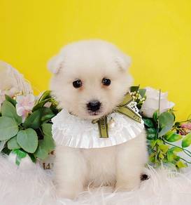 Pomsky