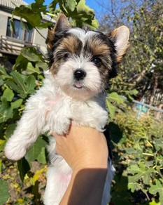 Pintsized Silkese Maltese Yokie Silkese Baby Puppy