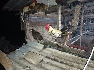 ayam kampung 