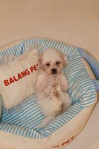 J0883 Maltipoo Sweet and Friendly Puppy