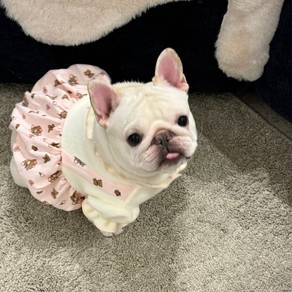 French Bulldog