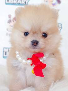 Pomeranian