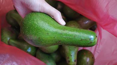 Avocado