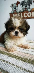 Shihtzu now available 