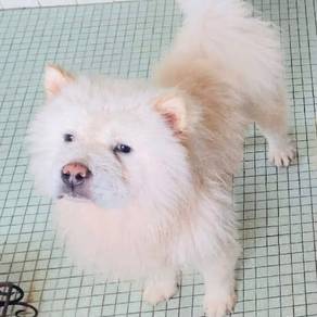 Chowchow male
