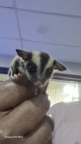 sugar glider