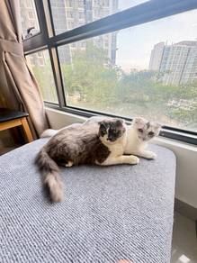 Scottish Fold Mix British Shorthair for Breeding