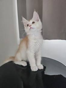 Red Ticked Maine Coon