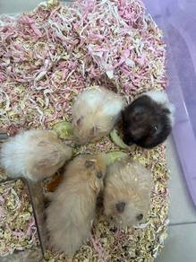 Syrian Hamster