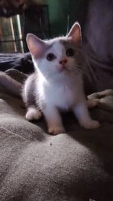 Bsh kitten 