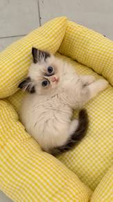 Pure Breed Seal Ragdoll Kitten