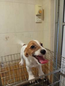 Jack Russell Boy