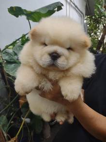 Chow Chow