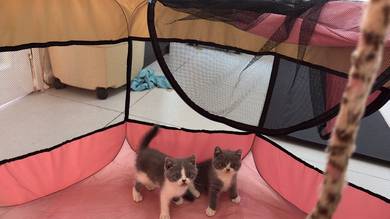 bsh bicolor
