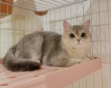 AY British Shorthair