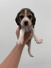 Beagle Cute Little Baby